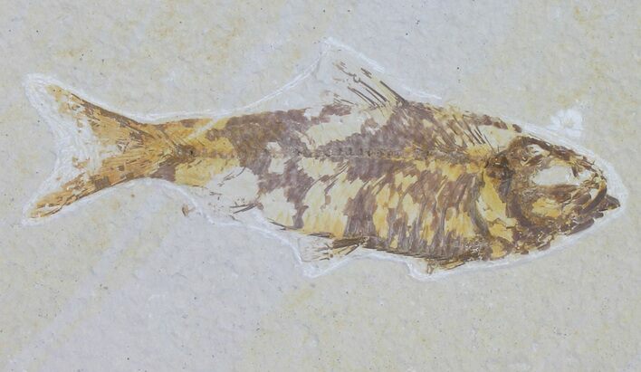 Knightia Fossil Fish - Wyoming #59818